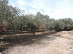 A Vendre - Finca - Crevillente