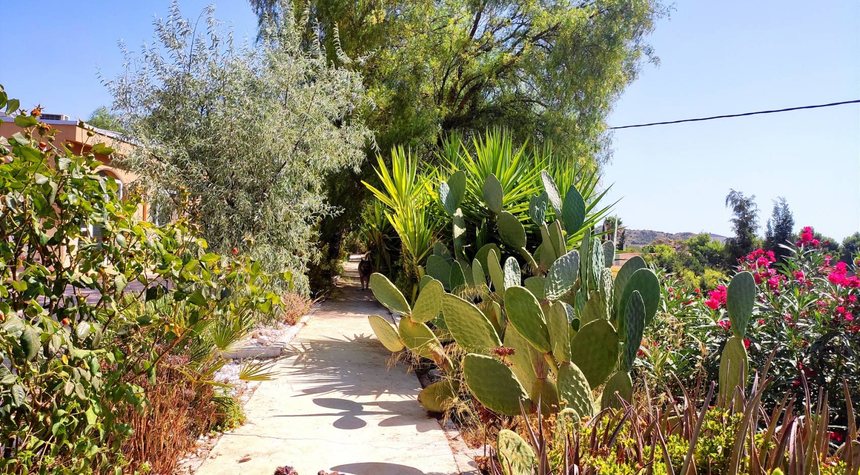 Gebrauchtobjekte - Finca - Crevillente