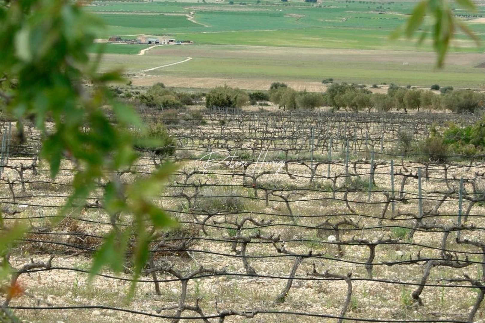 mpya - Villa - Other areas - Yecla