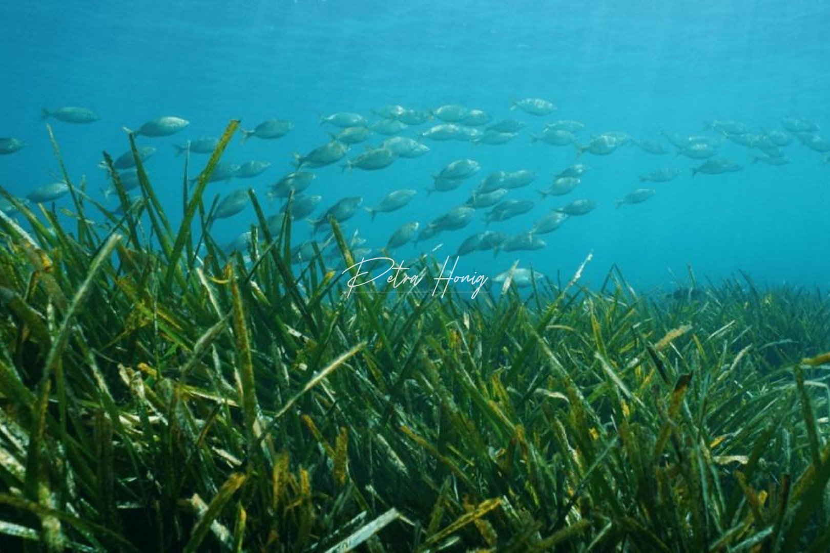 Nouvelle Construction - Villa - Other areas - Racó Del Galeno