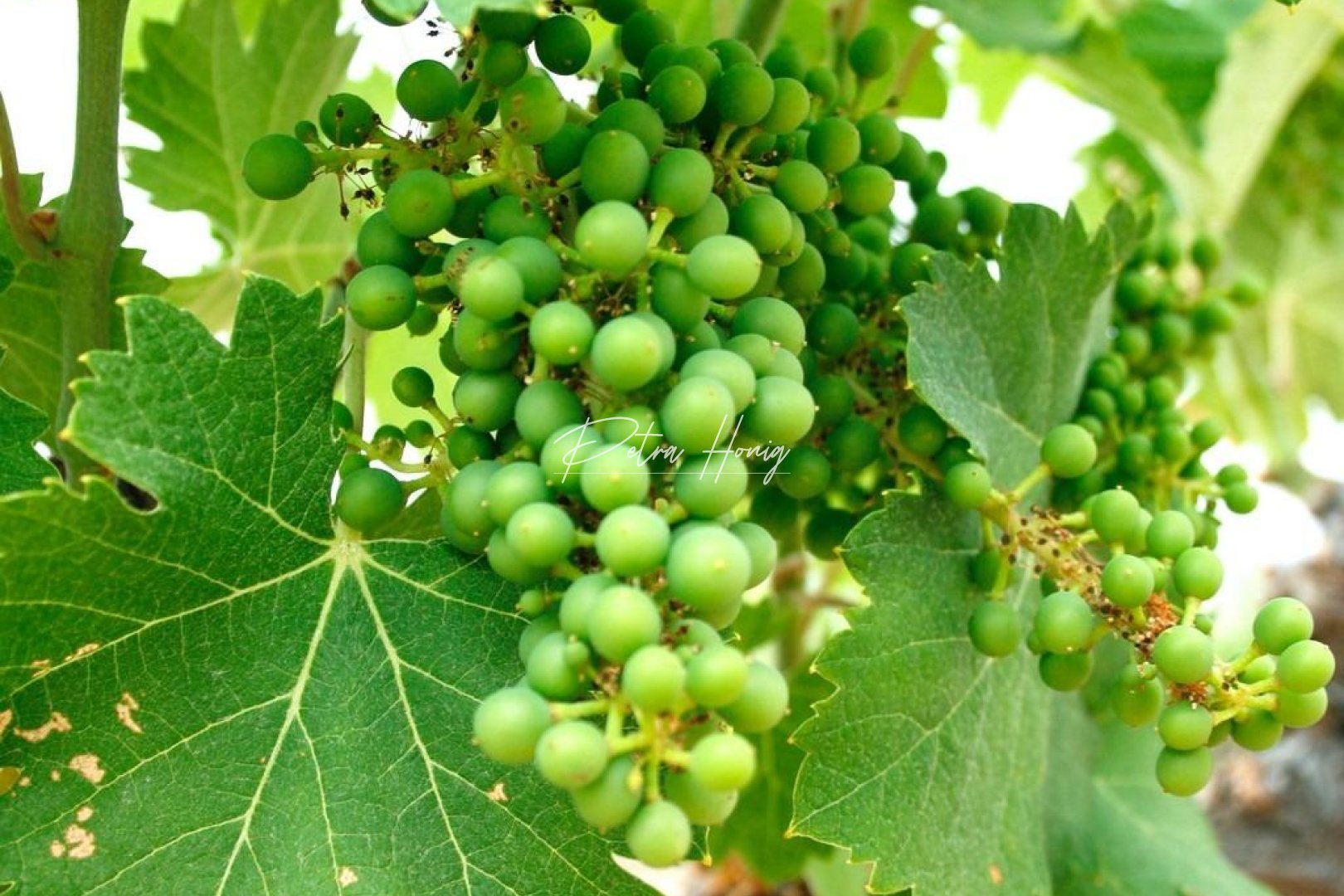 Nouvelle Construction - Villa - Other areas - Yecla