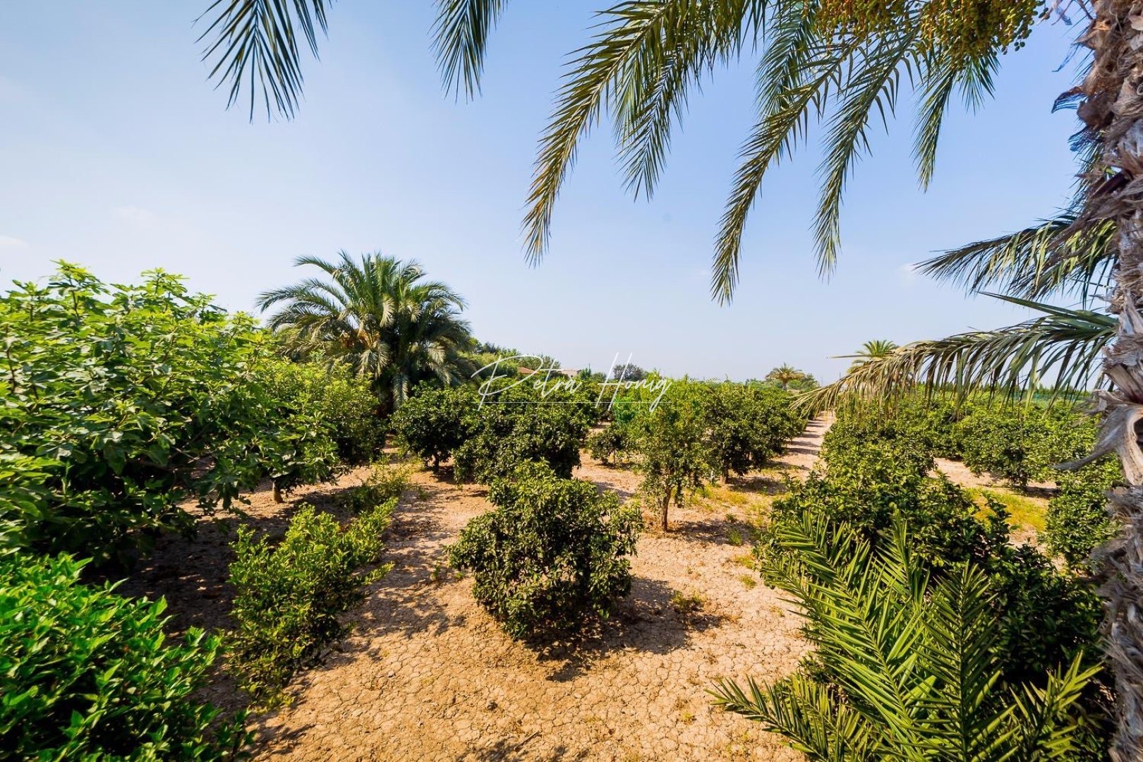 Resales - Finca - Almoradi