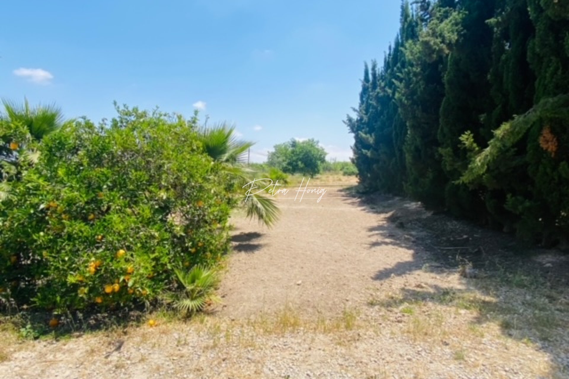 Resales - Finca - Daya Nueva