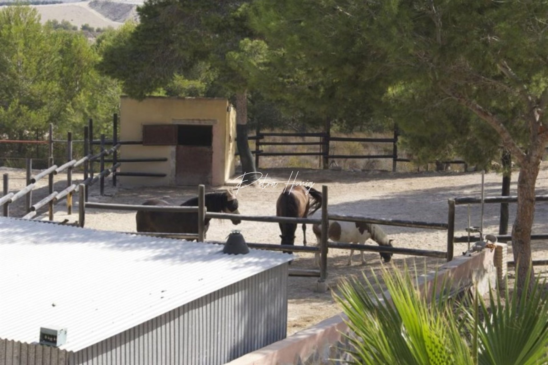 Resales - Finca - San Miguel de Salinas - Torremendo