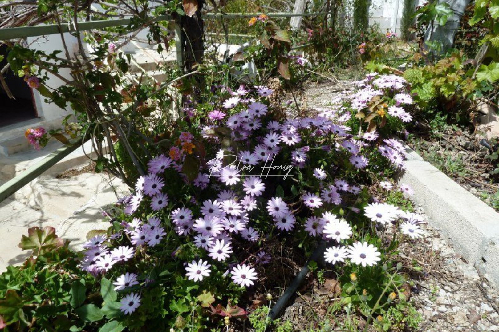 Resales - Tomannsbolig - Other areas - Murcia