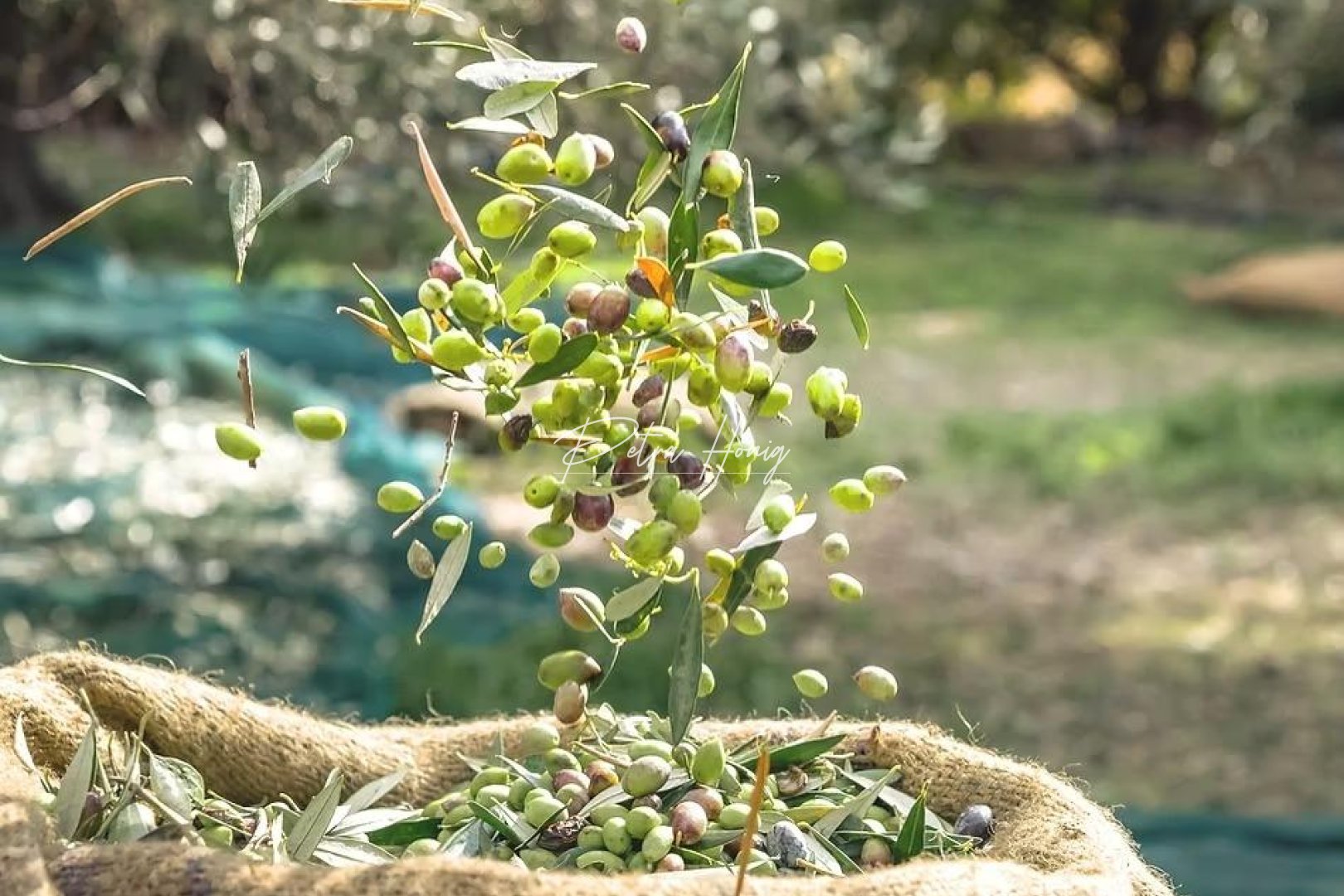Resales - Tomt - Puerto Lumbreras - Nogalte