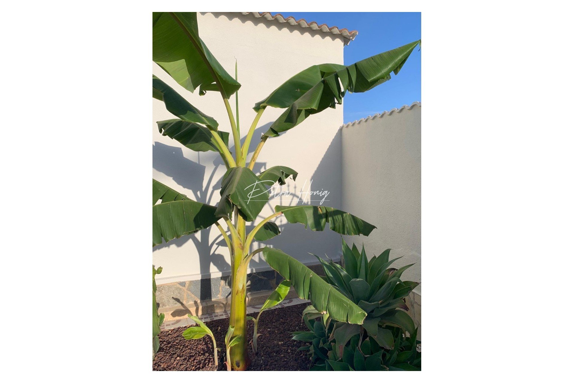 Resales - Villa - Ciudad Quesada - Quesada Center
