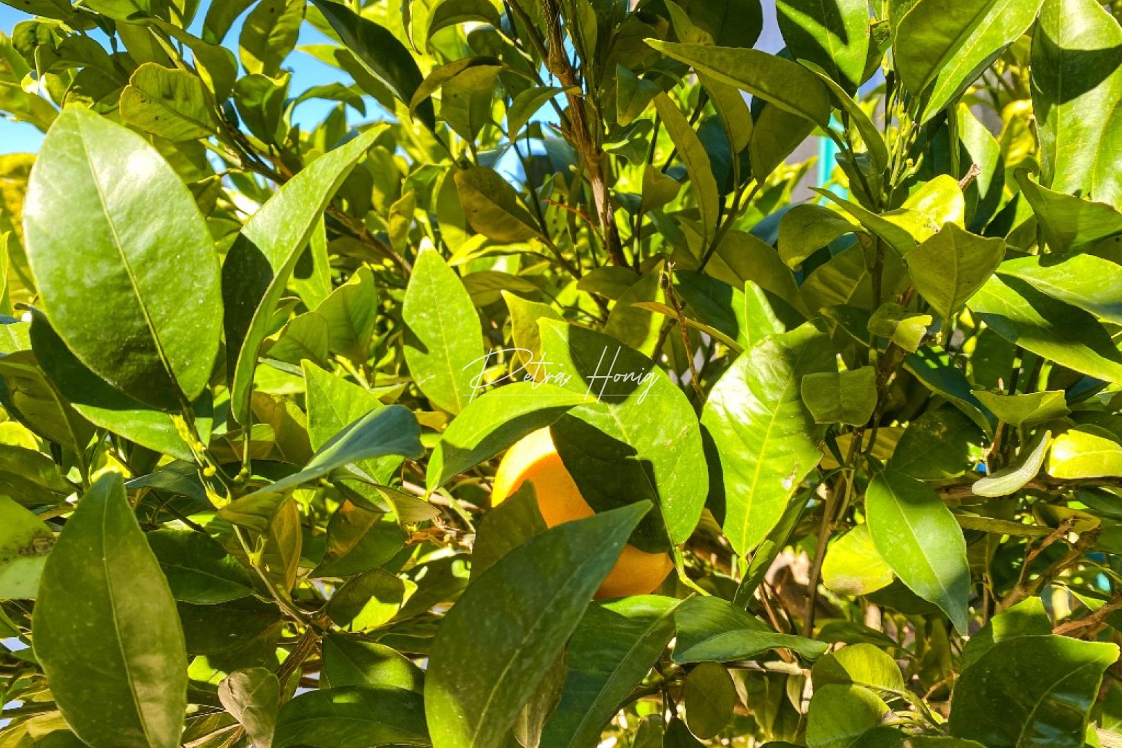 Reventa - Chalet - La Zenia