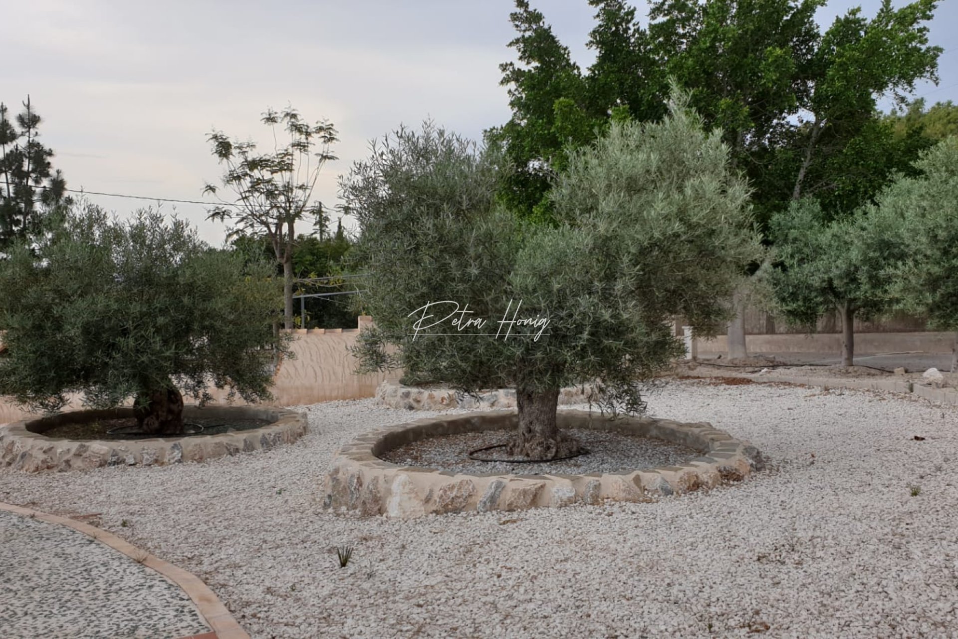 Reventa - Finca - Crevillente