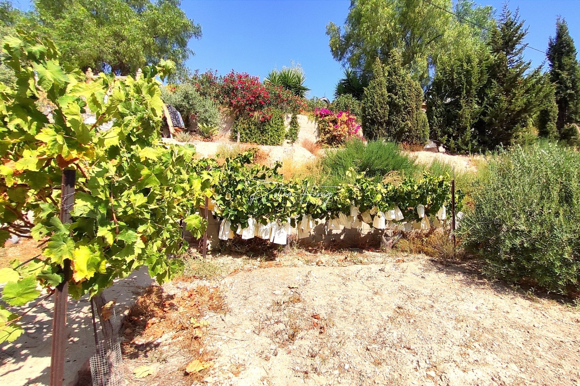 Reventa - Finca - Crevillente