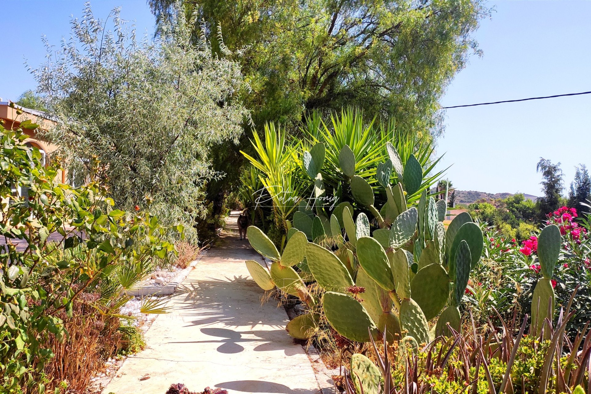 Reventa - Finca - Crevillente