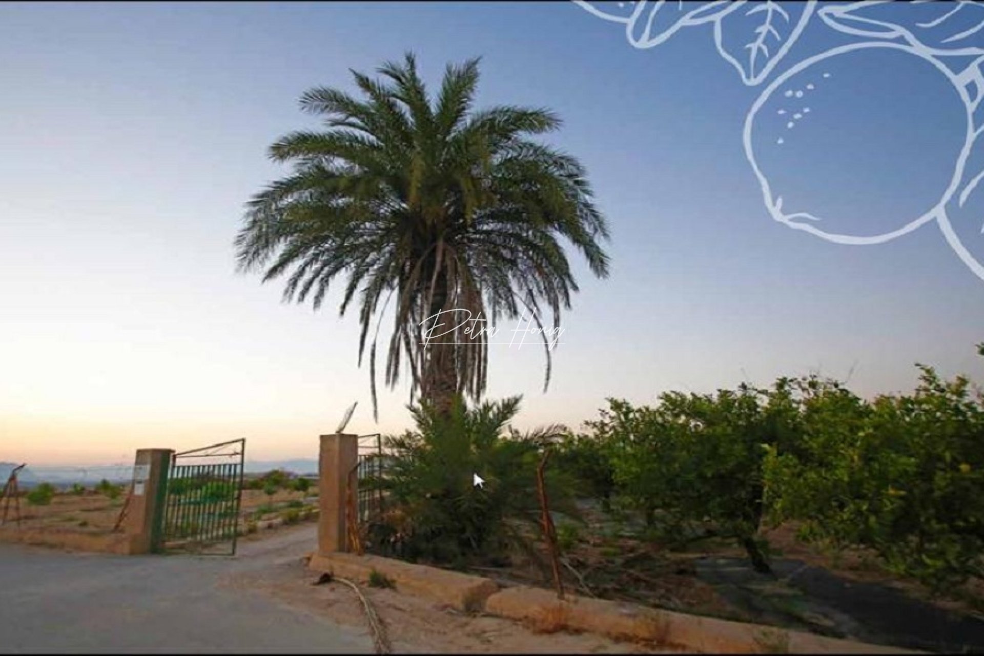 Reventa - Parcela - Algorfa