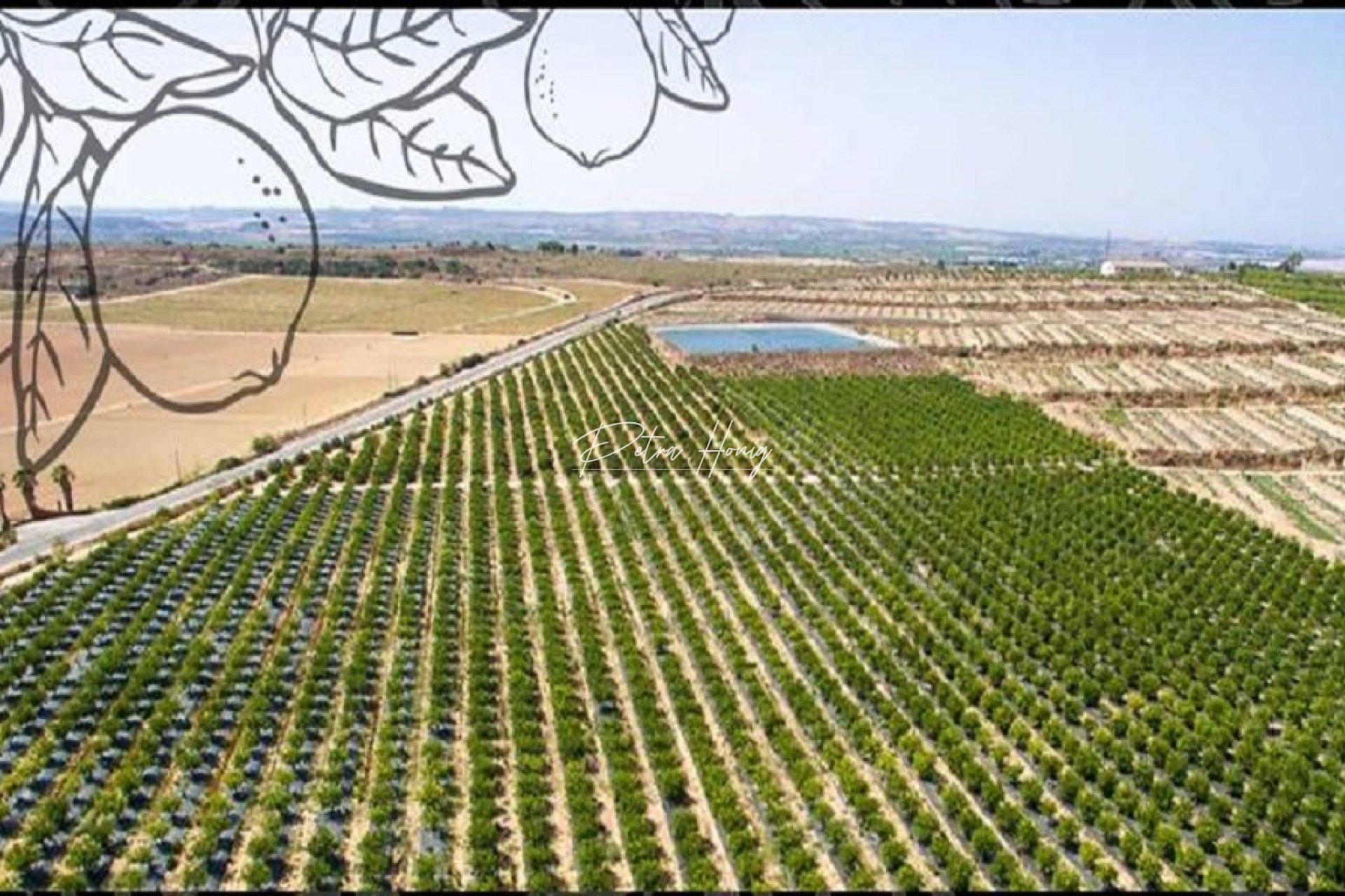 Reventa - Parcela - Algorfa