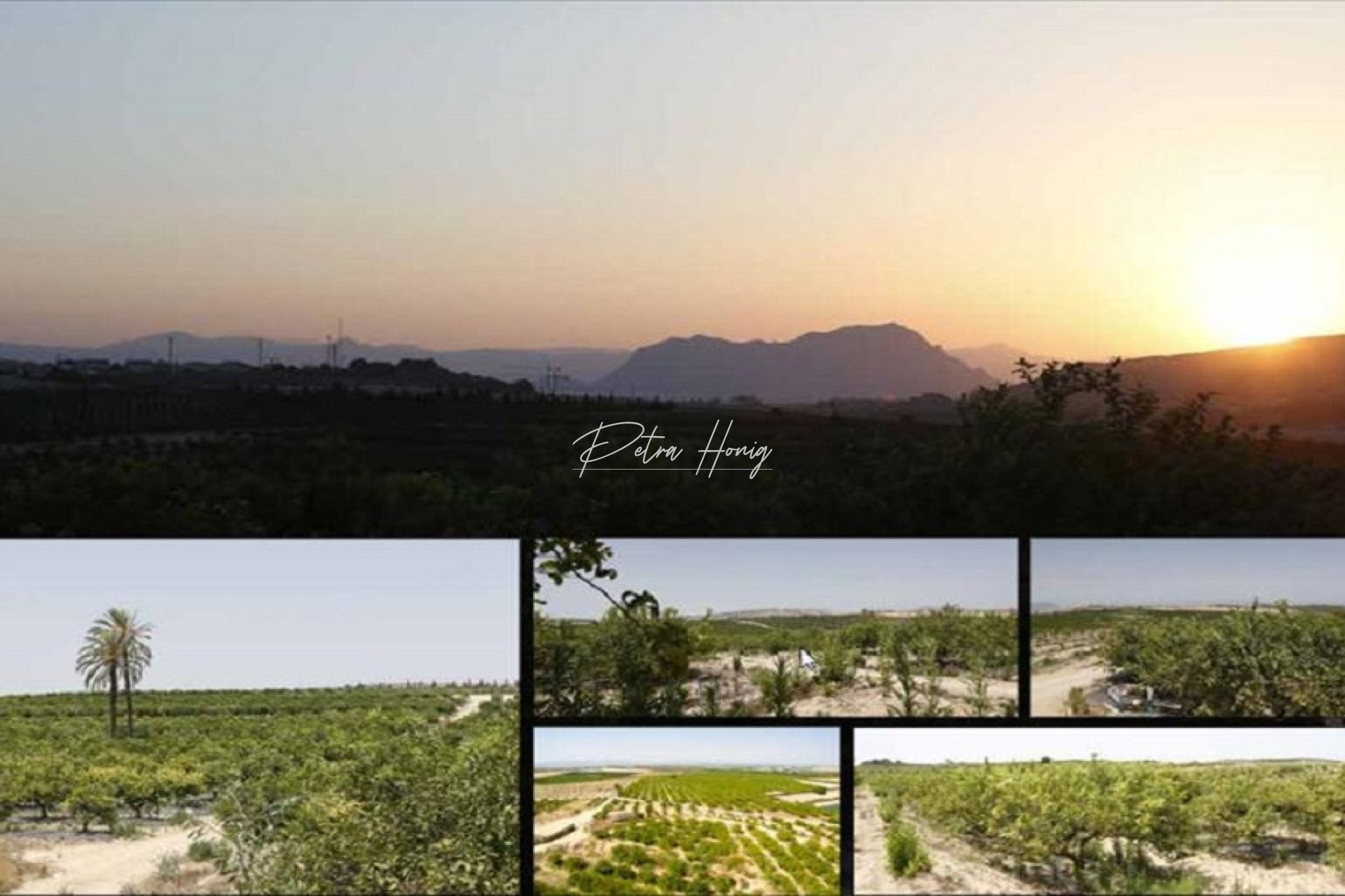 Reventa - Parcela - Algorfa