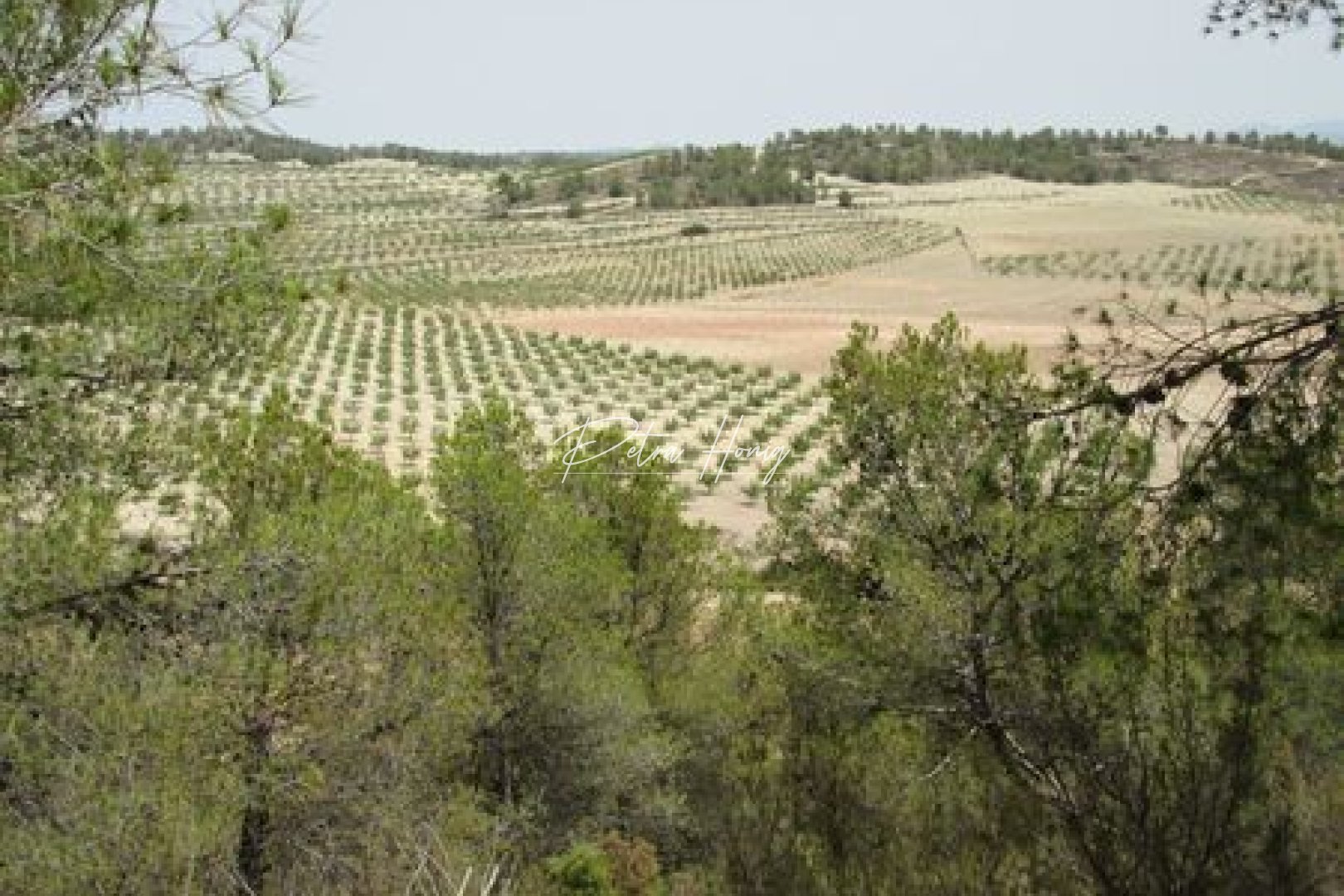 Reventa - Parcela - Other areas - Murcia