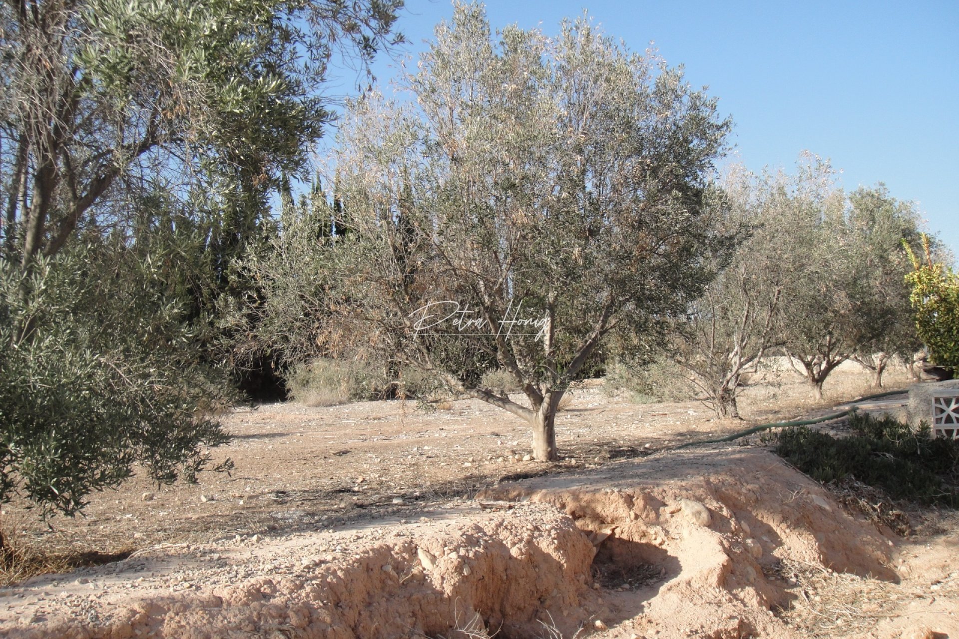 Til Salgs - Finca - Crevillente