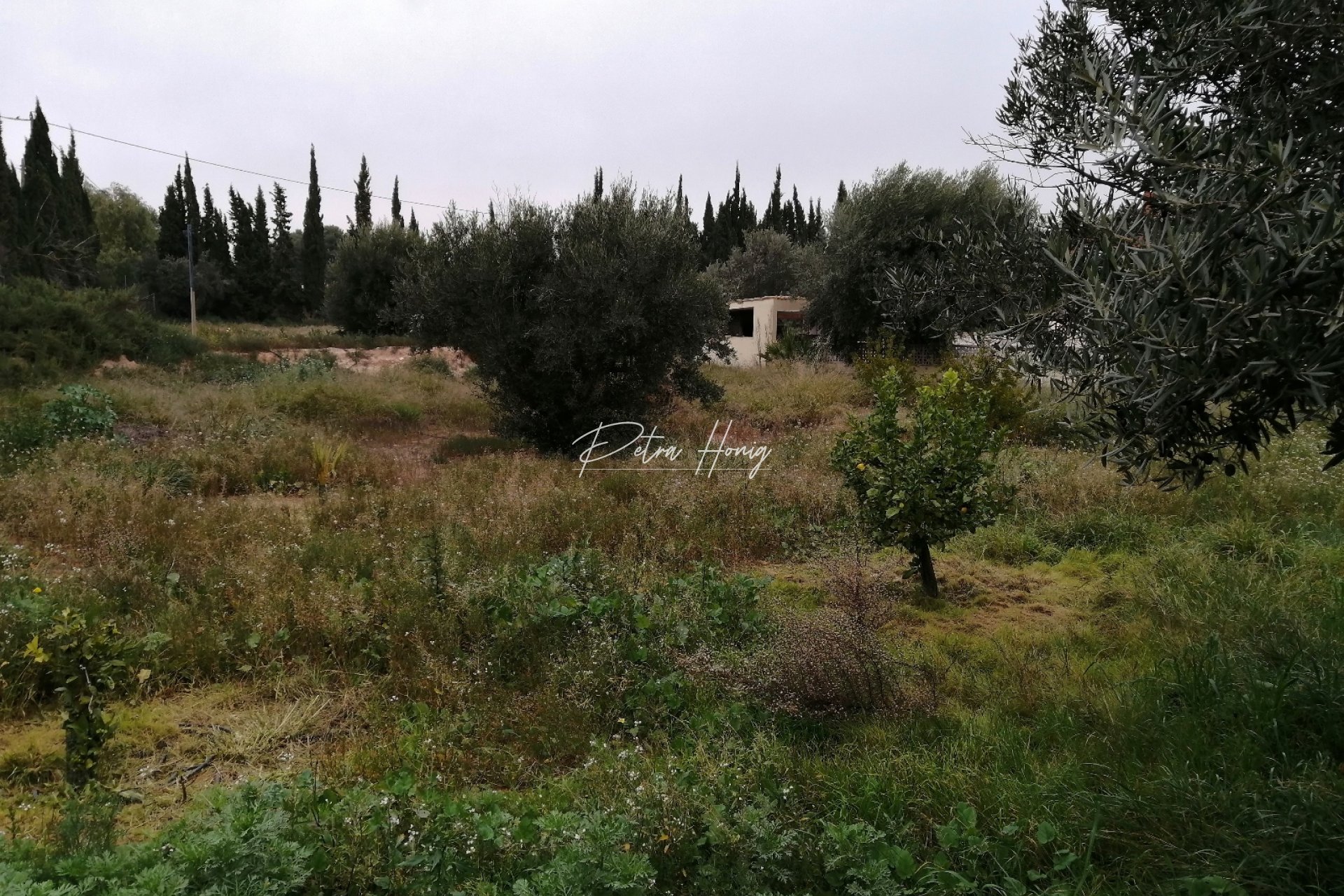 Til Salgs - Finca - Crevillente