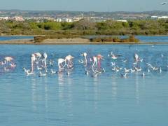 Nybygg - Bungalow - San Pedro del Pinatar - Las esperanzas