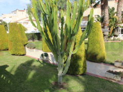 Gebrauchtobjekte - Reihenhaus - Playa Flamenca - Zeniamar