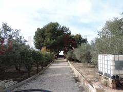 A Vendre - Finca - Crevillente