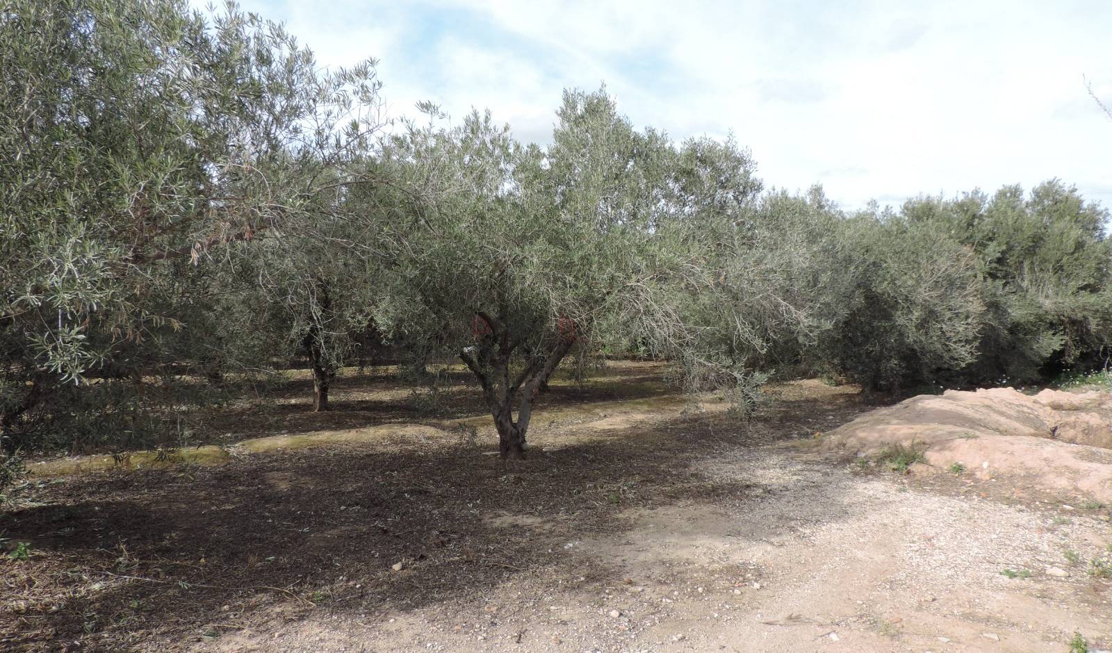 Gebrauchtobjekte - Finca - Crevillente